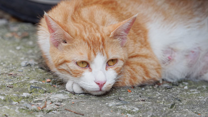Tired mother cat lying on ground.
