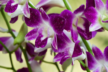 Fototapeta na wymiar Orchidee lila