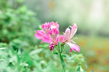 Flowers in winter with a variety of species