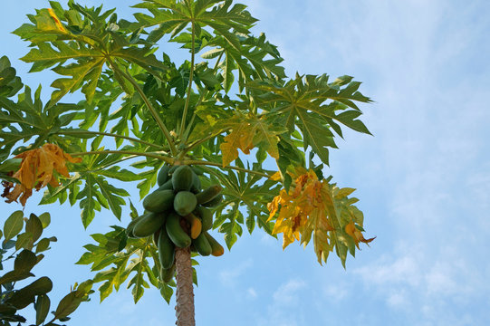 Papaya tree with bunch of fruits on blue sky background