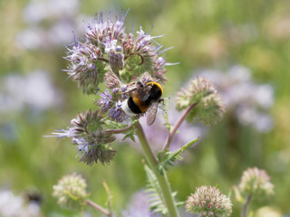 Phacelia tanacetifolia | Phacélie à feuilles de tanaisie aux petites fleurs mellifères attirant bourdons terrestres (Bombus terrestris)