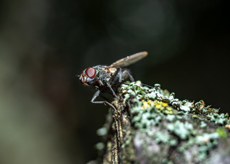 Macro shot of fly ready to fly