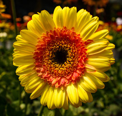 closeup of a sunflower