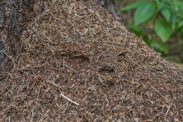 City Riga, Latvia Republic. Ants in the forest, needles and ants.  Jun 29. 2019