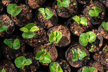 Arabica coffee seedlings In the nursery