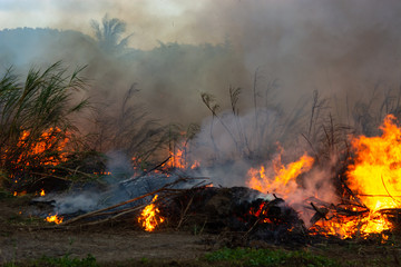 Wildfire while drought close-up flame. Smoke and air Pollution from agricultural burning farm fields.