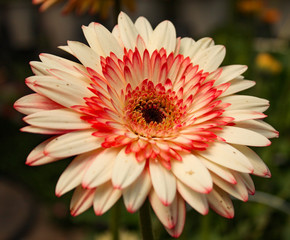 pink flower on green background