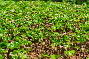 Arabica coffee seedlings In the nursery