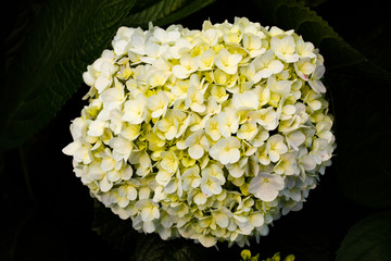 yellow flowers in garden