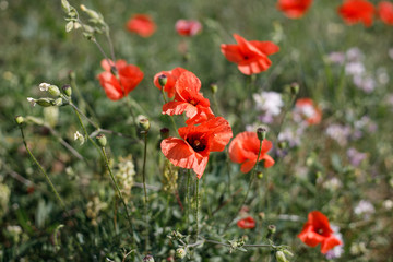 Poppy flowers in a field