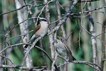 Red-backed shrike (Lanius collurio)