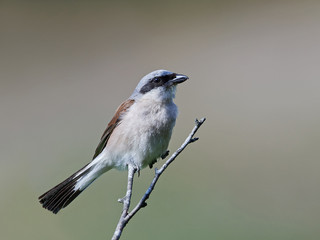 Red-backed shrike (Lanius collurio)