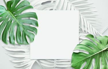 Collection of tropical leaves,foliage plant in white color.Abstract leaf decoration design...
