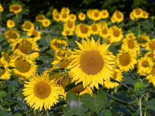 Naklejka premium Beautiful farmland sunflowers in summer sun