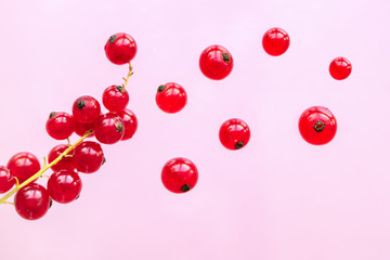 Red currant berries are falling on a pink background.  Healthy eating concept.