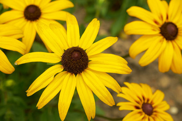 Fototapeta premium summer nature wildflowers in the meadow are pollinated by insects bumblebees