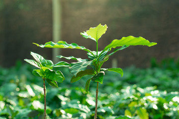 Coffee trees planted along the rainy season.