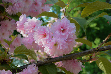 pink flowers of cherry tree