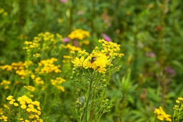 Fototapeta premium summer nature wildflowers in the meadow are pollinated by insects bumblebees