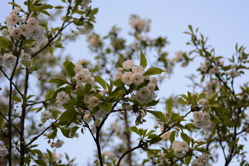white sakura