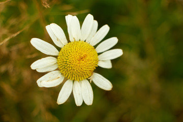 Fototapeta premium summer nature wildflowers in the meadow are pollinated by insects bumblebees