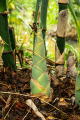 Fototapeta premium Bamboo shoot kim sung with water droplets in the rainy season in organic agriculture garden are raw material to cook. Popular in many asian countries and a variety of cooking methods.