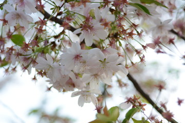 white cherry blossom