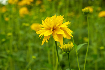 summer nature wildflowers in the meadow are pollinated by insects bumblebees