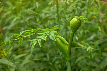 summer nature wildflowers in the meadow are pollinated by insects bumblebees