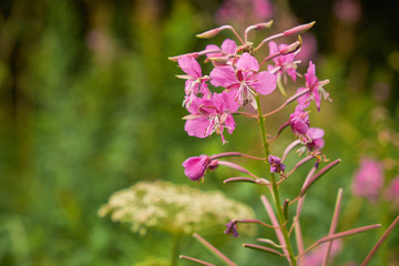 summer nature wildflowers in the meadow are pollinated by insects bumblebees
