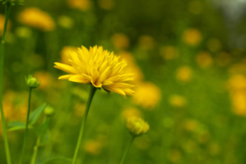 summer nature wildflowers in the meadow are pollinated by insects bumblebees