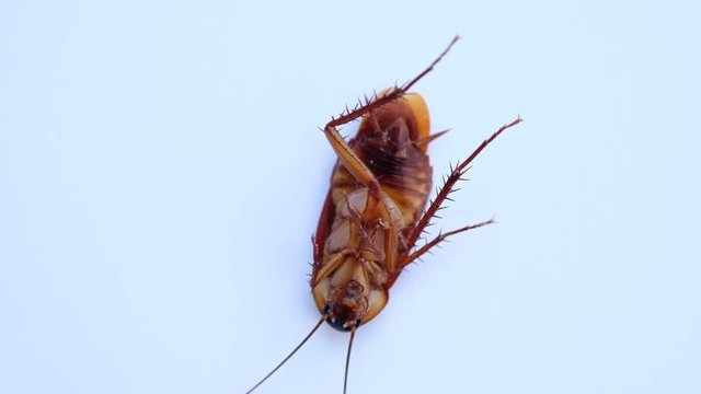 dead cockroach on white background