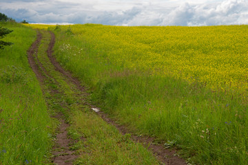 Natural landscape - the nature in sunny day