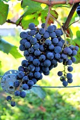evocative image of red grapes at sunset in a vineyard