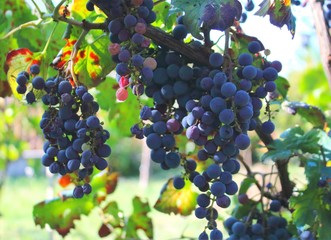 evocative image of red grapes at sunset in a vineyard