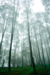 Fototapeta na wymiar Pine trees in the rainy season and fog