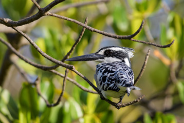 Pied Kingfisher  - Ceryle rudis, beautiful large kingfisher from African mangroves and rivers, La Somone, Senegal.