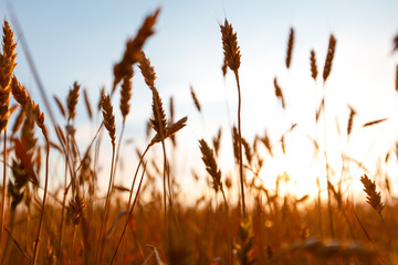 Golden ears of wheat on the field. Sunset light