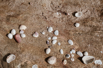 Sea shells on sandy beach. Summer background. Top view,Pile of seashells on a red sand of sea shores lying in disorder