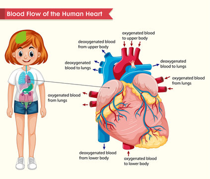 Scientific medical illustration of human heart bloodflow