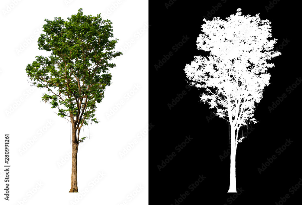 Poster single tree with clipping path and alpha channel