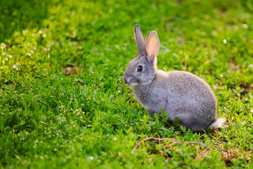 Fototapeta premium Cute grey Bunny sitting in the grass