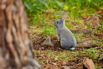 The hare hides behind a tree from the hunter