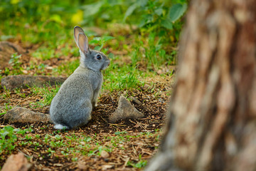 The hare hides behind a tree from the hunter
