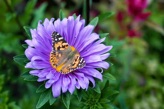 A small tortoiseshell on a purple alpine aster