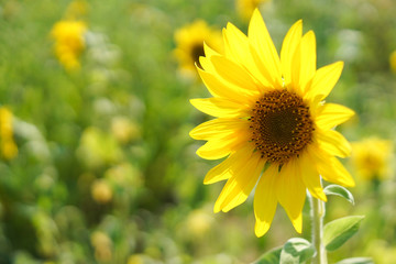 Eine gelbe Sonnenblume auf einem Feld im Sonnenschein