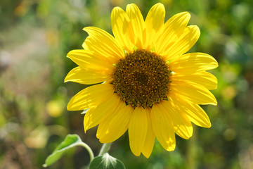 Eine gelbe Sonnenblume im Sonnenschein