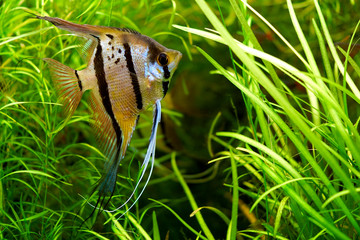 Ein Skalar Fisch in einem Aquarium