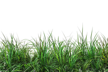 Green fresh grass naturally on isolated white background, 3d rendering