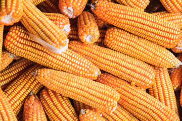 Fototapeta na wymiar Fresh corn on cobs on rustic , closeup